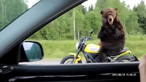 cute bear behavior