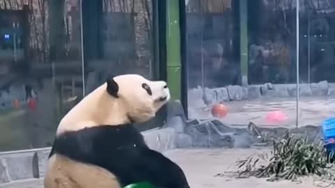 Panda jump