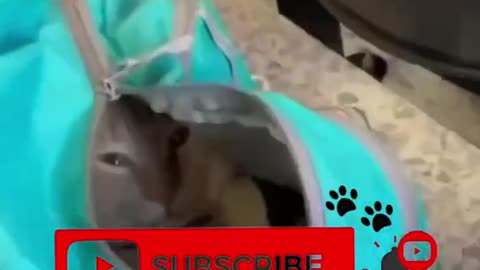 Funny cat and animals videos