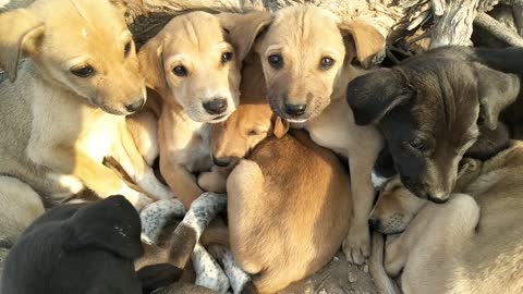 These puppies winter clinging to each other