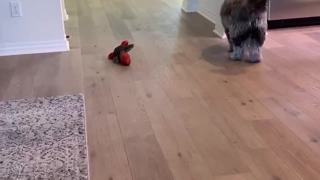 Fluffy fetch