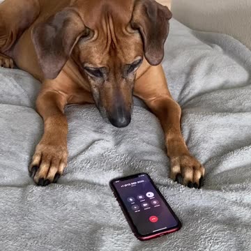 Dog calls Veterinarian