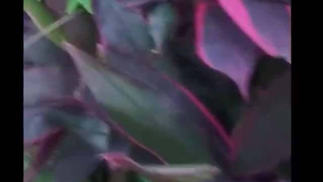 The flowers in the botanical garden are as beautiful as a painting, and people can't see enough