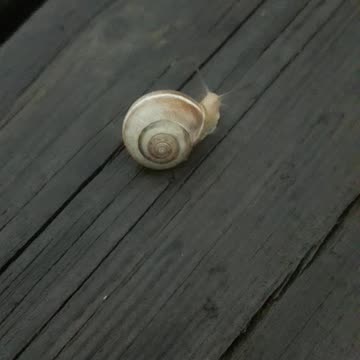 Snail on the table