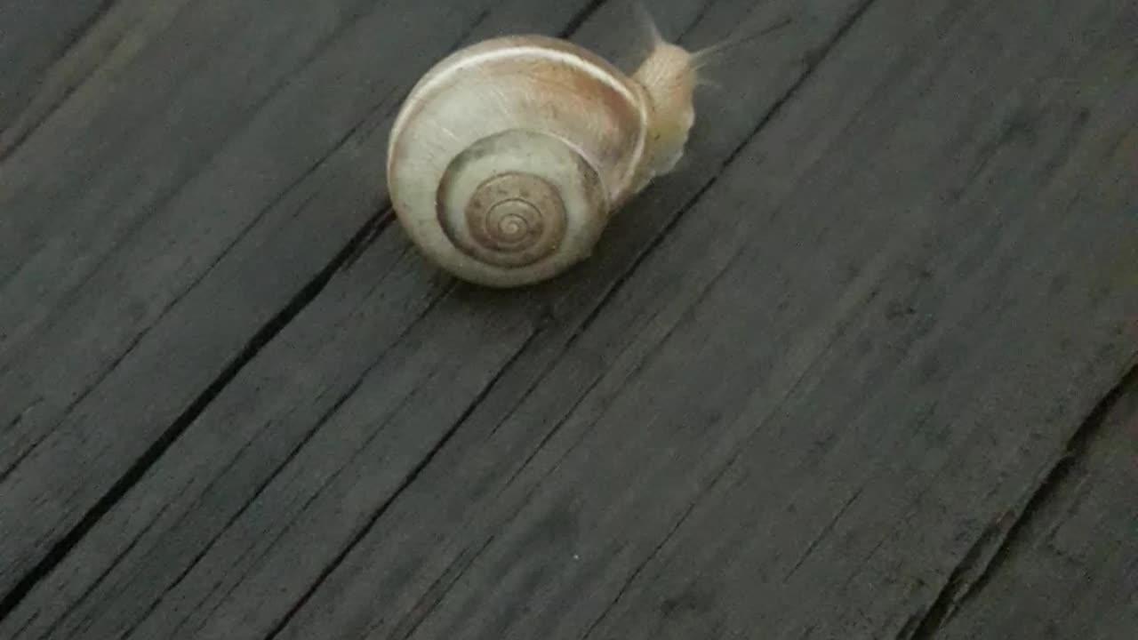 Snail on the table