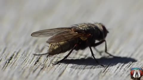 Capture The Moment Of Pooping Small Insects - Funny Animal Video