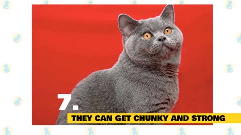 Fun facts about British short hair cat