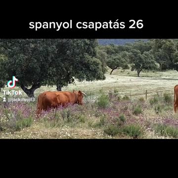 Spanyol csapatás 26 - Rubia Gallega
