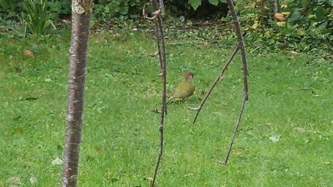 Green Woodpecker