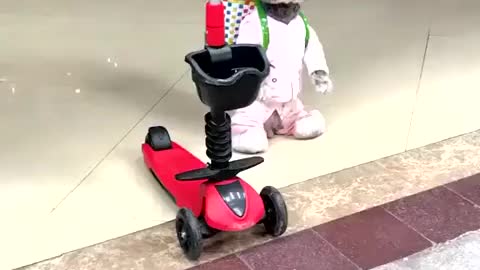 Dog Video,Smart pet,funny dog video,Animal,cute pet, #rumble