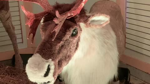 Reindeer Pokey 2021