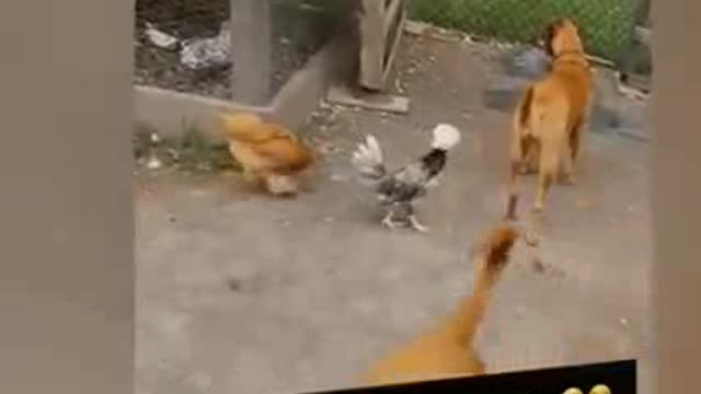 Funny dog and fun in water and funny Hen.