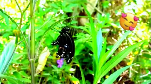 See how beautiful the Butterfly Metamorphosis is