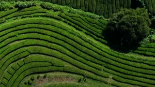 [Video] ¿Quiere probar el té más antiguo de Europa?