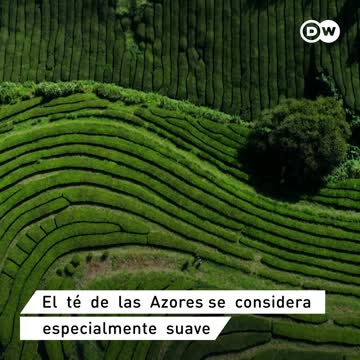 [Video] ¿Quiere probar el té más antiguo de Europa?