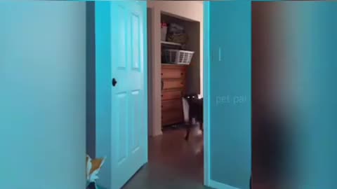 2 Funny vídeo 2021
