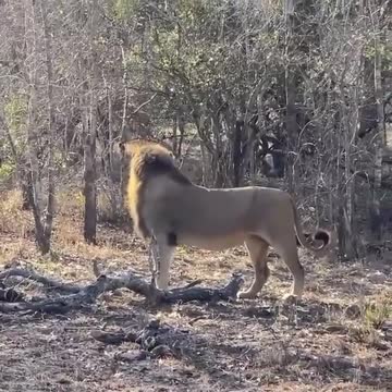 Lion Attacks the Hounds