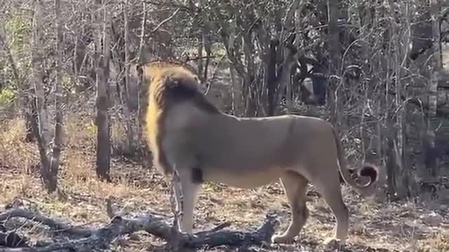 Lion Attacks the Hounds