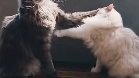 cute husband wife fight #cat #lovers #catlovers #viral #trending