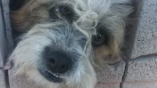 Puppy Pretends to Be Stuck for Attention