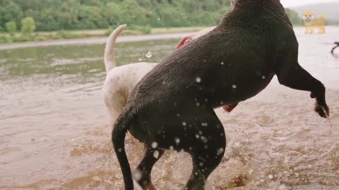 Two Dogs Playing In The River Water (15)