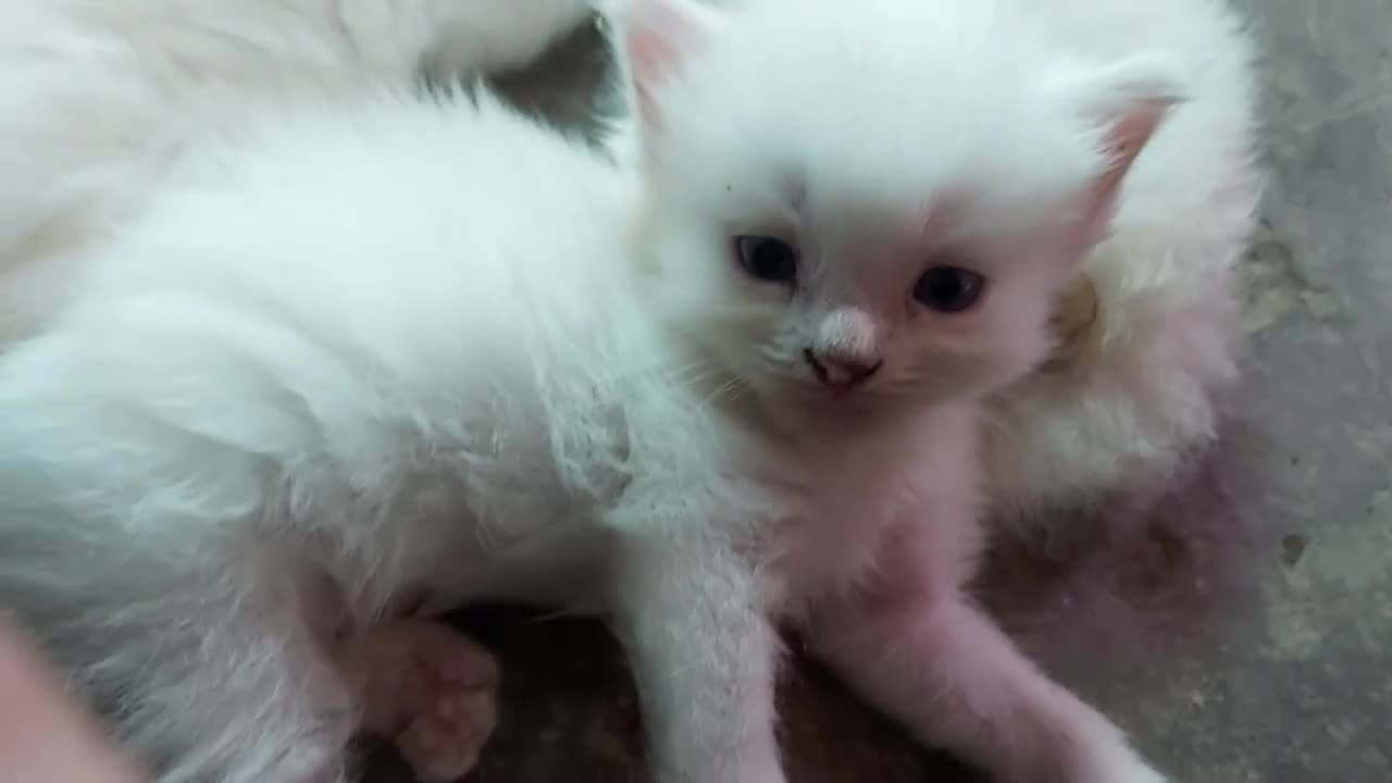 Cute Blue Eyed Kittens Relaxing