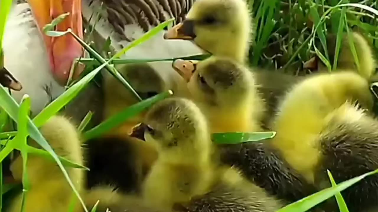 Duckling Helping Their Mommy