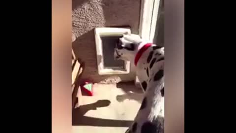 Funny great danes videos