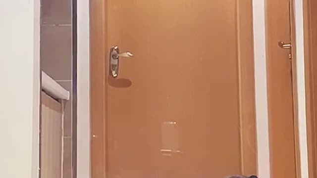 A super cat who can jump too much