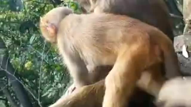 #monkey #animals #zoo 1