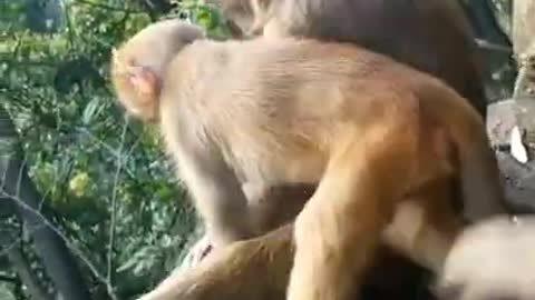 #monkey #animals #zoo 1