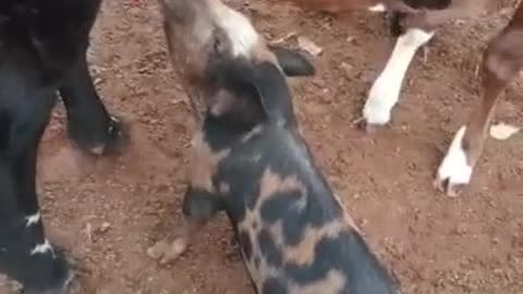 amazing and funny videos