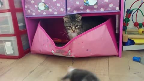 New house for kittens. The cat drags the kittens into the toy box :)