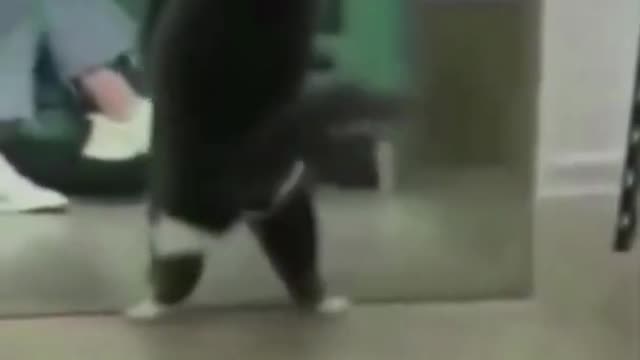 funny animals compilation try not to laugh