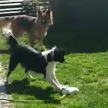 The BEST Summer Pets 🏖