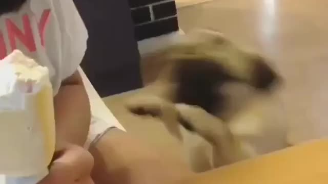СМЕШНЫЕ ВИДЕО С ЖИВОТНЫМИ 8 / FUNNY VIDEOS WITH ANIMALS 8
