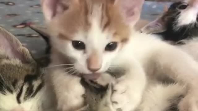 Funniest Cat 😻 - Awesome Funny Pet Animals