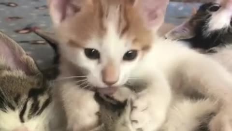 Funniest Cat 😻 - Awesome Funny Pet Animals