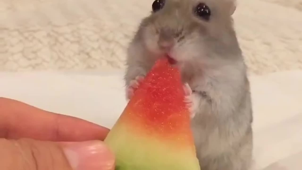 Funny Hamsters Videos Collection | Funny and Cute Moment of the Animals