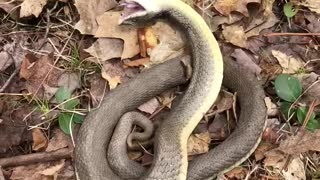 Hognose Snake Playing Dead