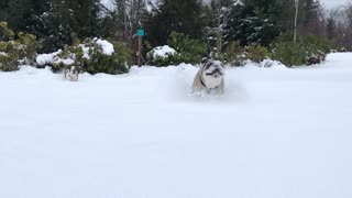 A Pair of Powder Pups