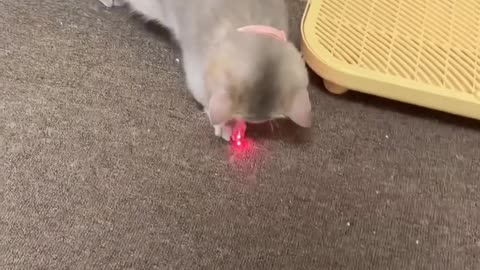 Funny video laser