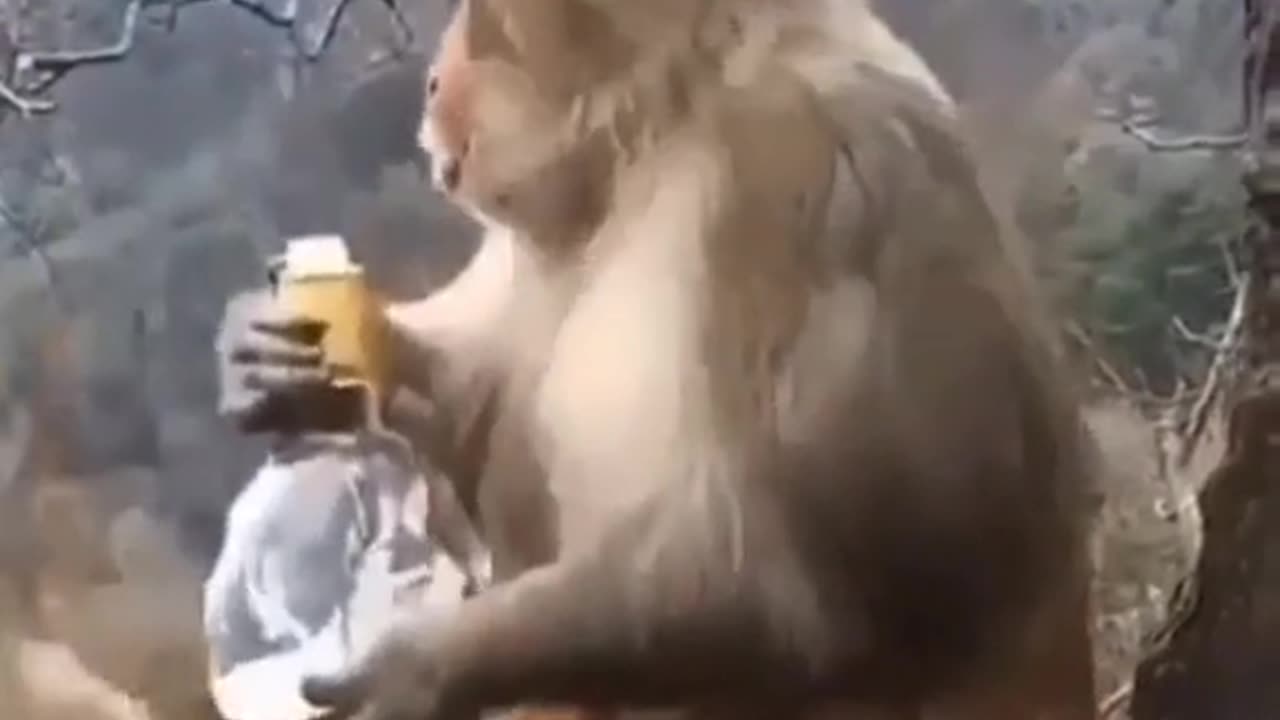 funny videos of monkey drink 🙊🙉🙈