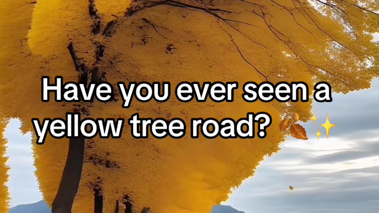 Ever seen a yellow tree road? 🍂