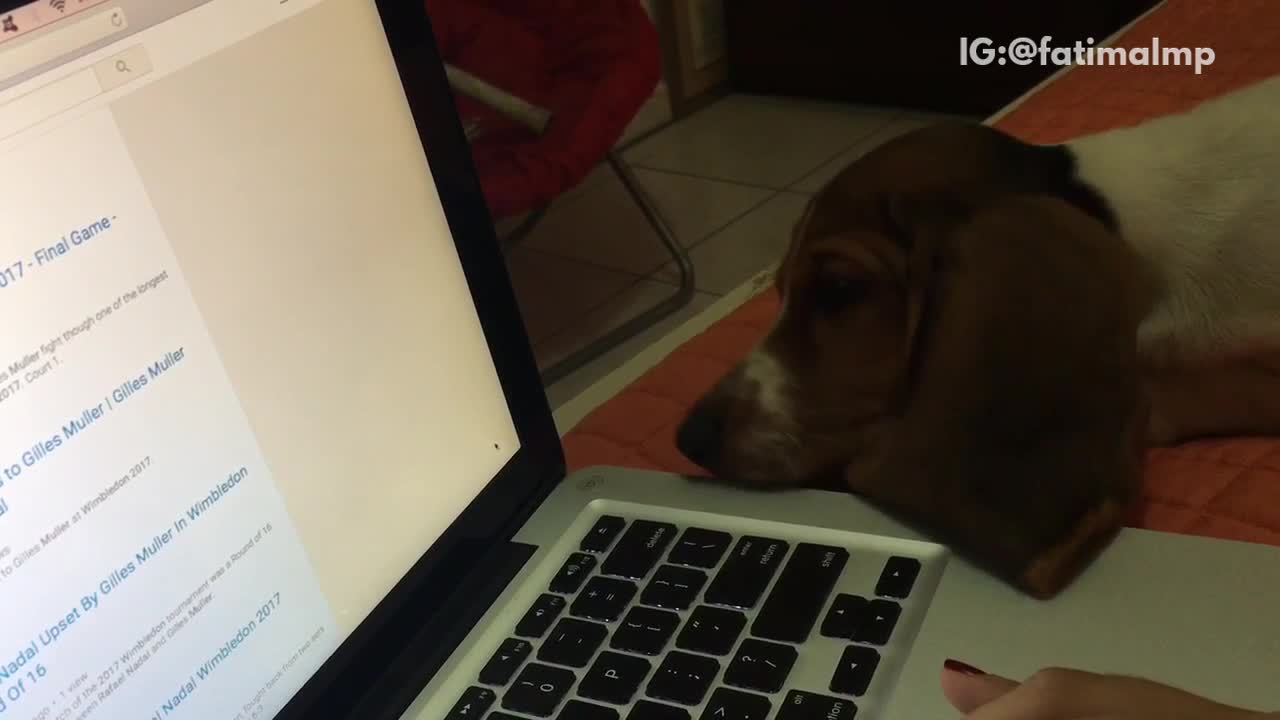 Dog tries to bite and bark at mouse cursor