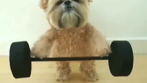 Hero Dog ، Weightlifting dog