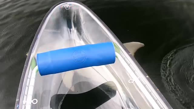 Playful Dolphin Swims Alongside See Through Canoe