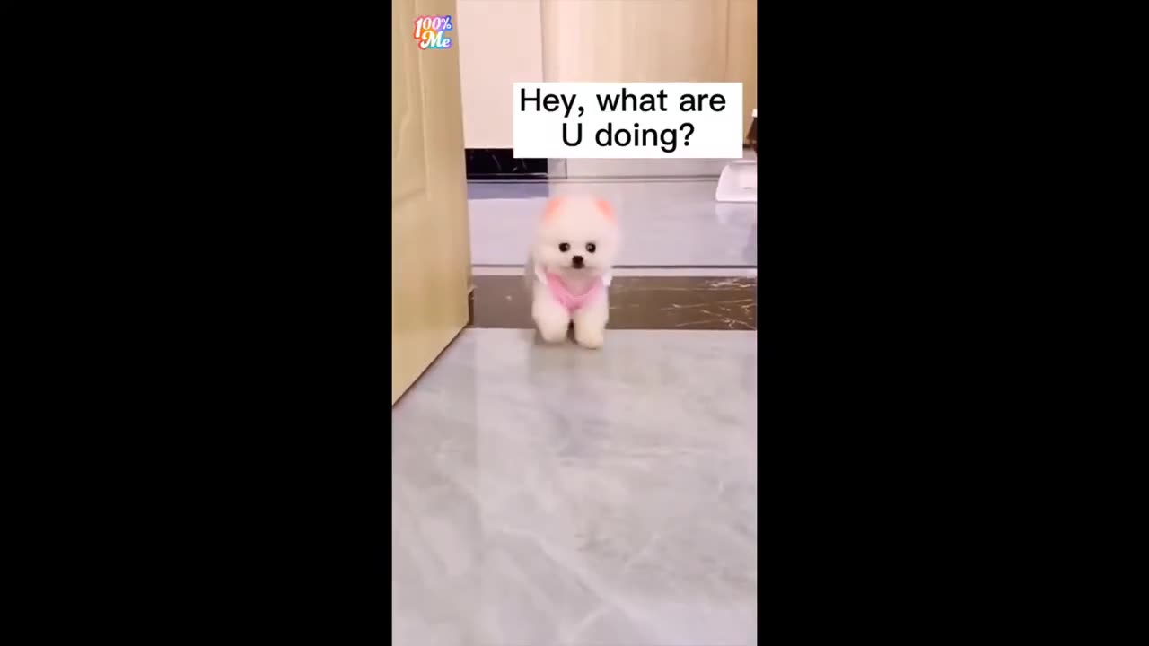 Funny Animals Video