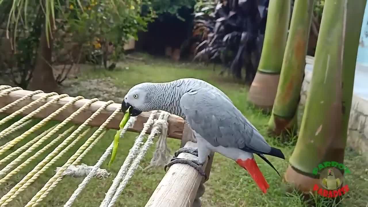 Parrot Love Eating Chilies