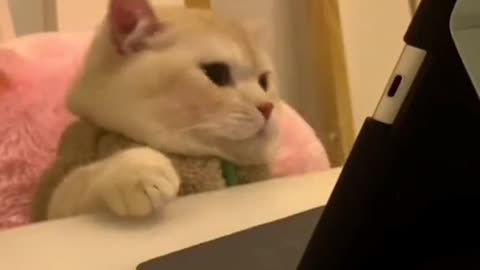 Cat Funny reaction when the lights turns on
